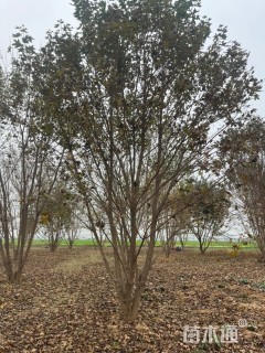 高度700厘米丛生五角枫