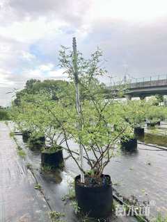 高度150厘米穗花牡荆