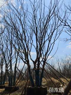 25公分(5杆)丛生朴树