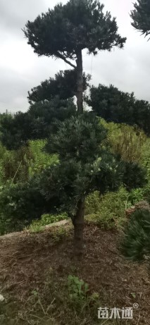 造型罗汉松