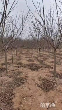 5公分染井吉野樱