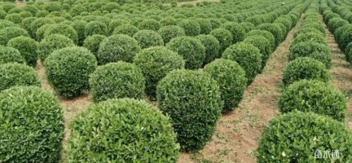 冠幅80厘米瓜子黄杨球