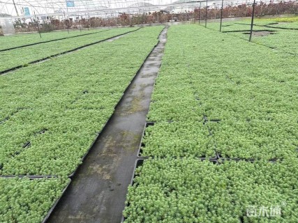 高度5厘米中华景天