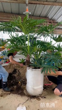 高度30厘米春羽