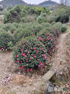 冠幅80厘米茶梅球