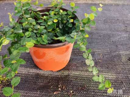 高度30厘米薜荔