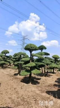 80公分对节白蜡