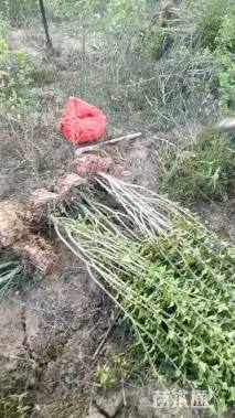 高度100厘米丛生木槿