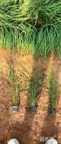 高度120厘米荻草