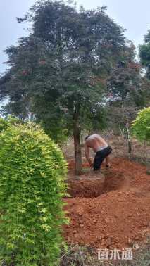 高度300厘米羽毛枫