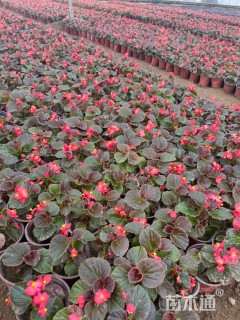 高度10厘米四季海棠