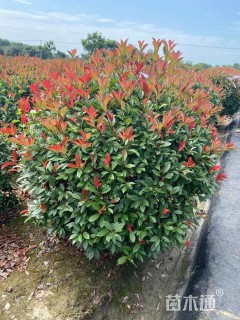 2.1公分红叶石楠