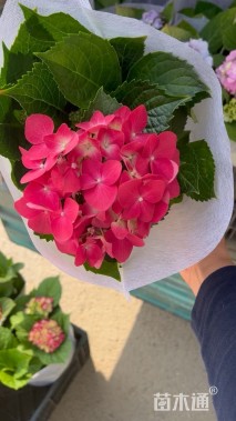 高度30厘米八仙花