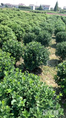 冠幅100厘米大叶黄杨球