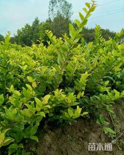 高度50厘米金森女贞