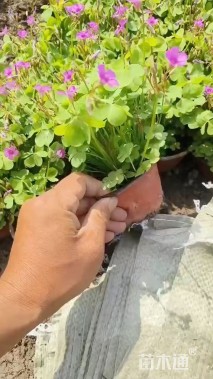 高度10厘米红花酢浆草