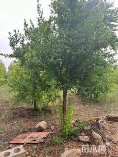 高度350厘米果石榴