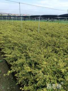 高度40厘米银霜女贞