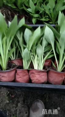 高度20厘米青叶玉簪