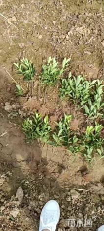 高度30厘米杜鹃