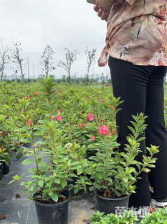 高度60厘米毛鹃