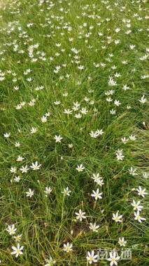 高度20厘米葱兰