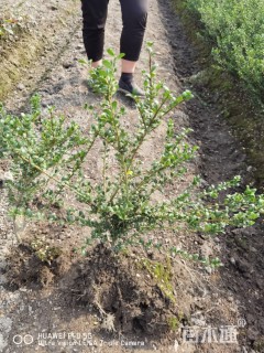 高度45厘米龟甲冬青小苗