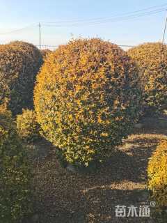 冠幅100厘米金冠女贞球