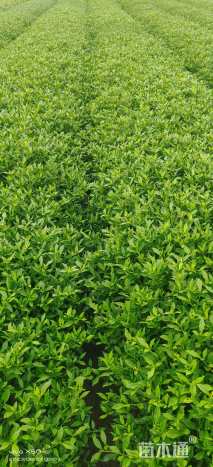 高度30厘米小叶栀子小苗