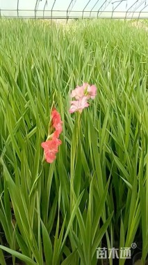 高度80厘米唐菖蒲