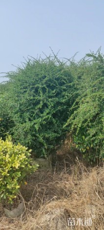 高度60厘米福建茶