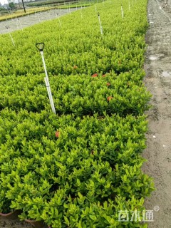 高度30厘米龙船花