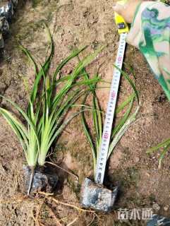 高度25厘米大花萱草