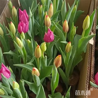 高度20厘米郁金香