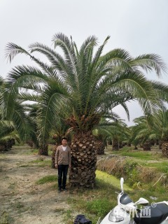 裸干高200厘米加拿利海枣