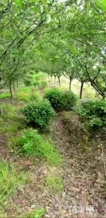 10公分垂丝海棠