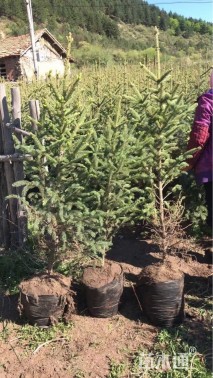 高度80厘米云杉