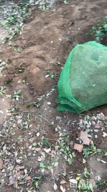 冠幅40厘米龙柏球