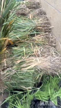 高度50厘米芦苇