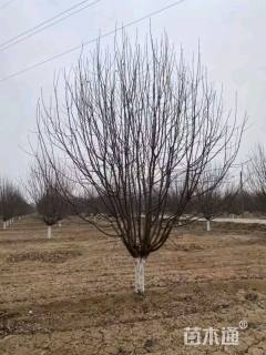 13公分绚丽海棠