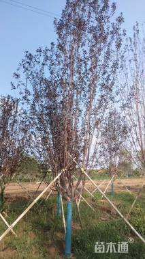 9公分红宝石海棠