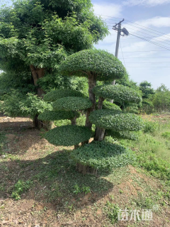 50公分造型对节白蜡