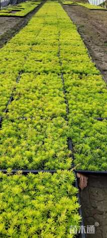 高度38厘米佛甲草