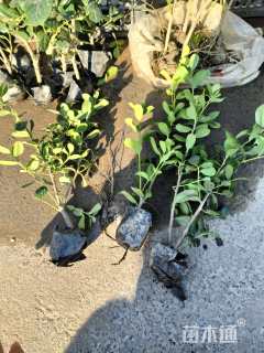 0.3公分无刺枸骨