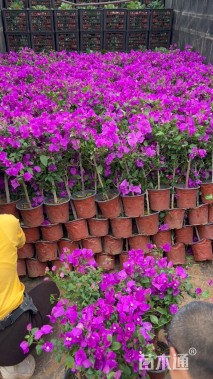 高度40厘米三角梅