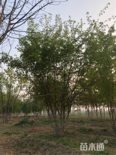 高度400厘米丛生五角枫