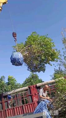 高度250厘米大叶紫丁香