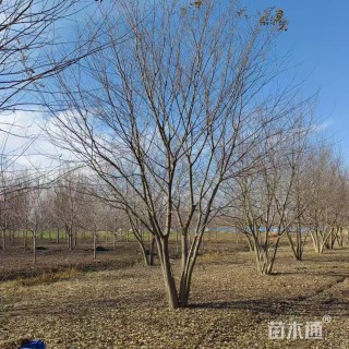 8公分(5杆)丛生朴树