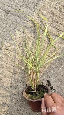 高度35厘米金红羽狼尾草