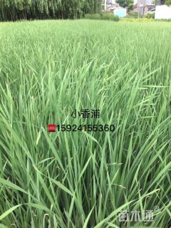 菖蒲
